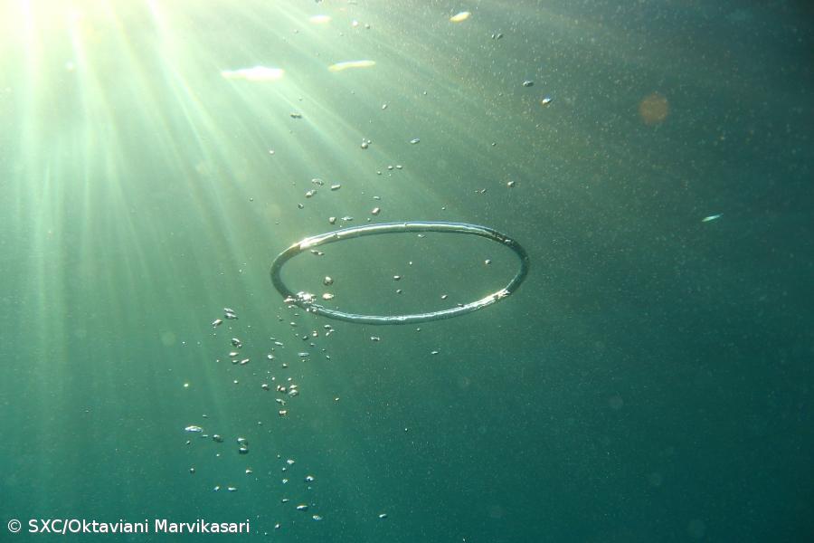 Fotografia subaquática na Marina de Ponta Delgada – Imagem 1