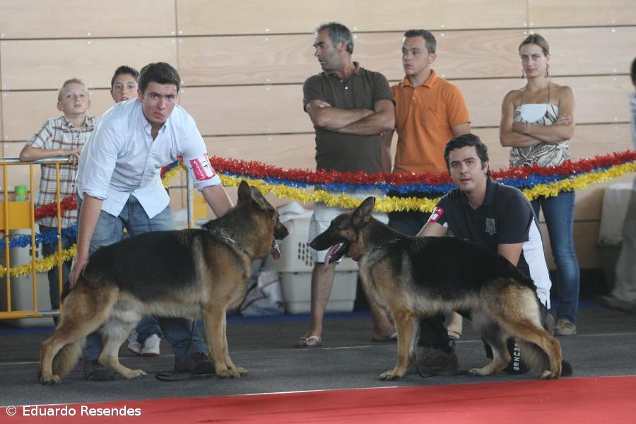 Perdigueiro foi o melhor exemplar da 19º Exposição Canina de Vila Franca – Imagem 1