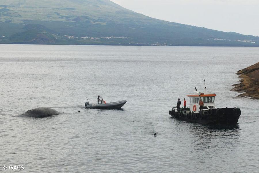 Empresa cria programa para ajudar bióloga no registo de cachalotes nos Açores – Imagem 1