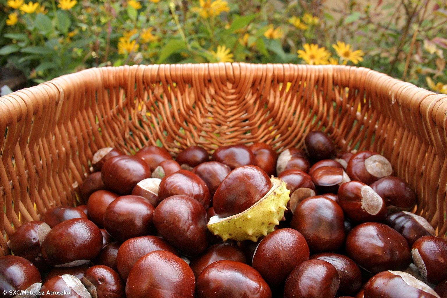  Feira tradicional e gastronómica de São Martinho em 8 e 9 de novembro na Lagoa – Imagem 1