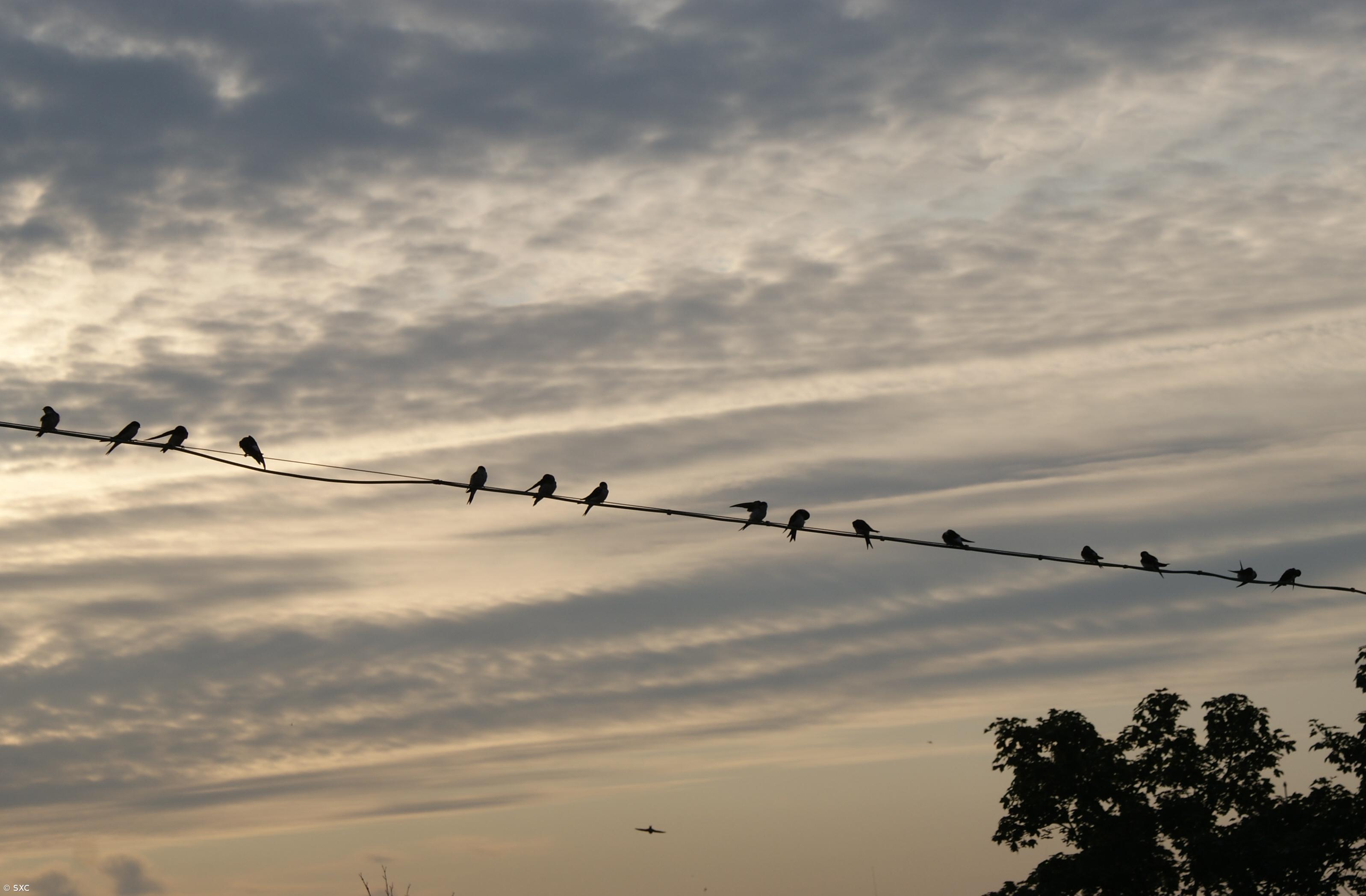 Aves migradoras podem não conseguir ajudar as plantas a fugir das alterações climáticas – Imagem 1