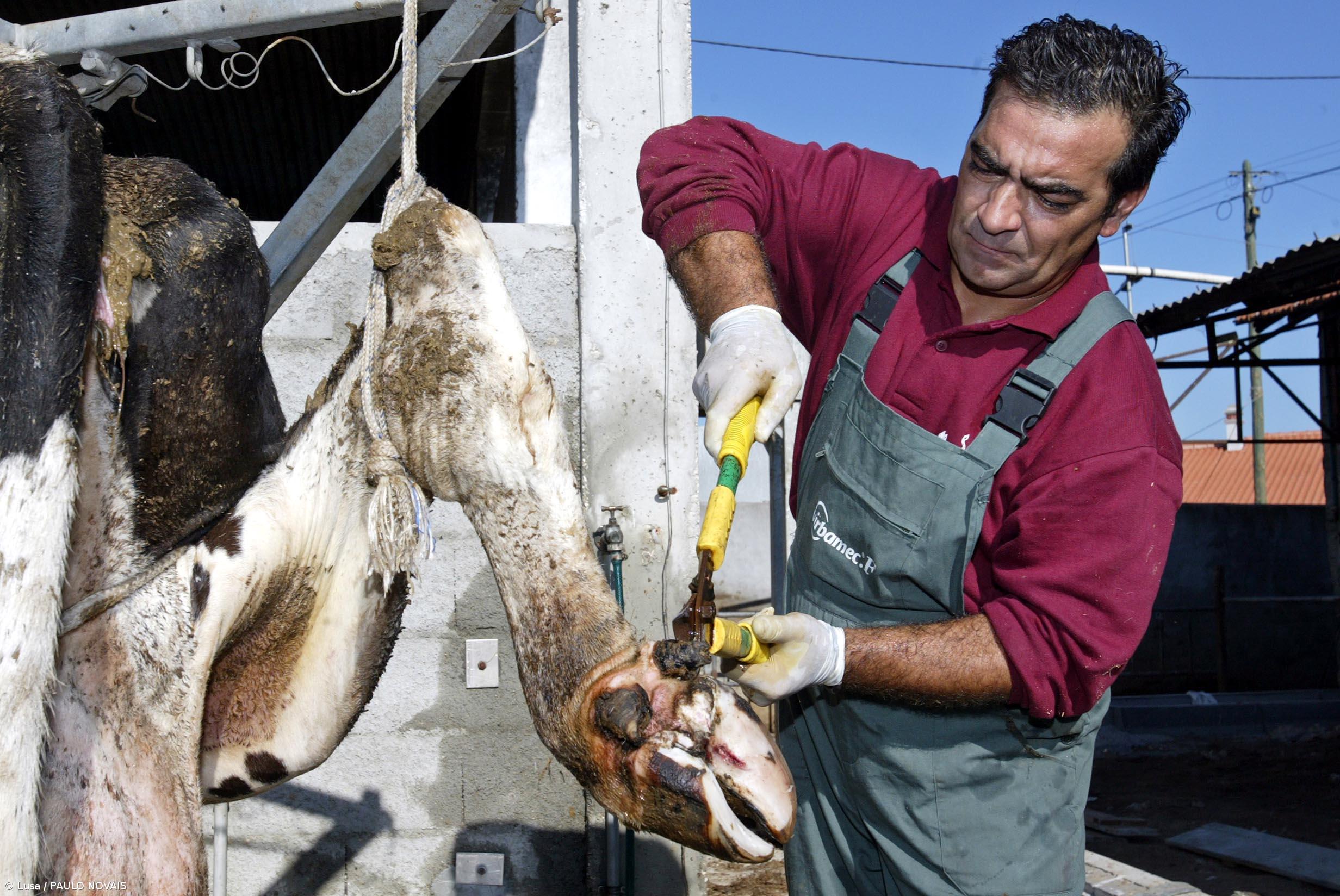 Agricultura: Quando o gado também precisa de pedicure – Imagem 1
