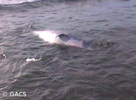 Governo vai criar roteiros sobre o património baleeiro – Imagem 1