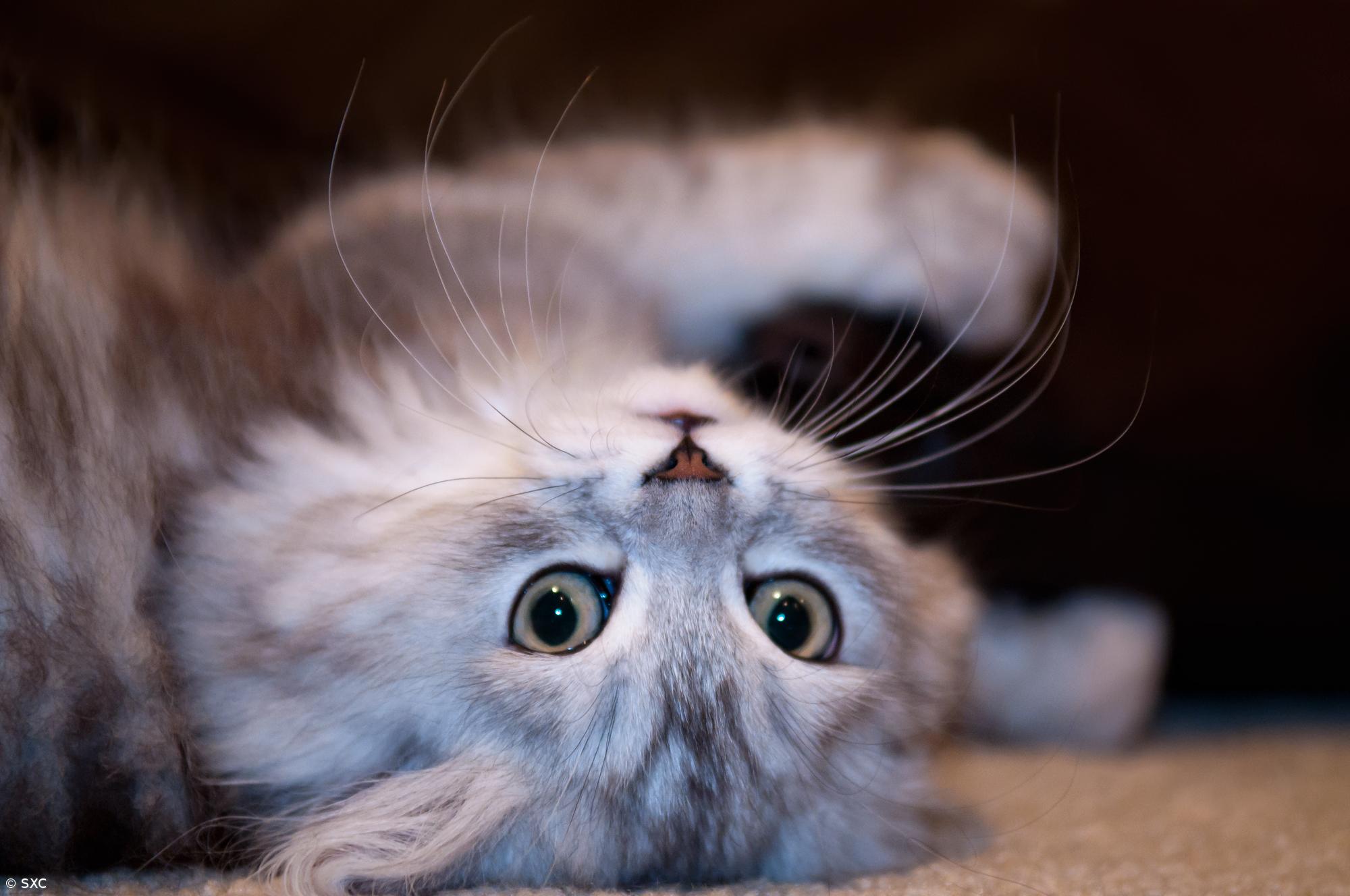 Um terço dos gatos e quase metade dos cães portugueses são obesos – Imagem 1