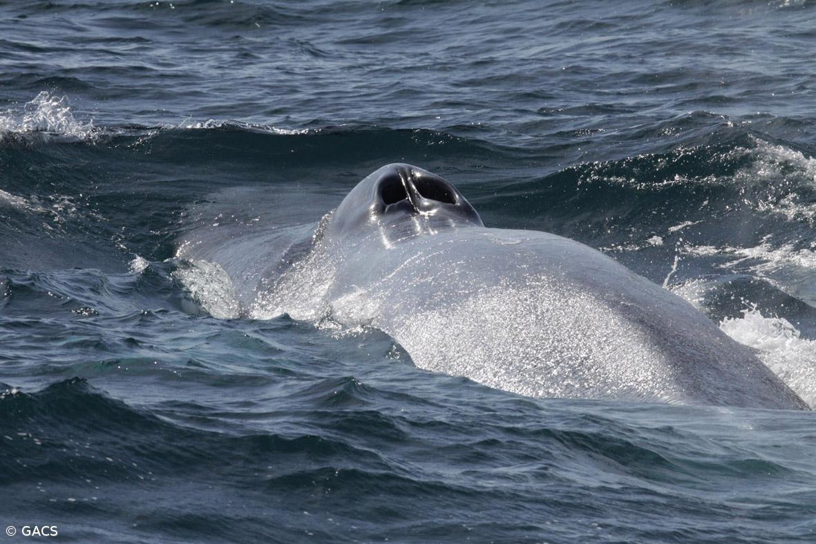 Berta Cabral valoriza observação de baleias como componente da oferta dos Açores – Imagem 1