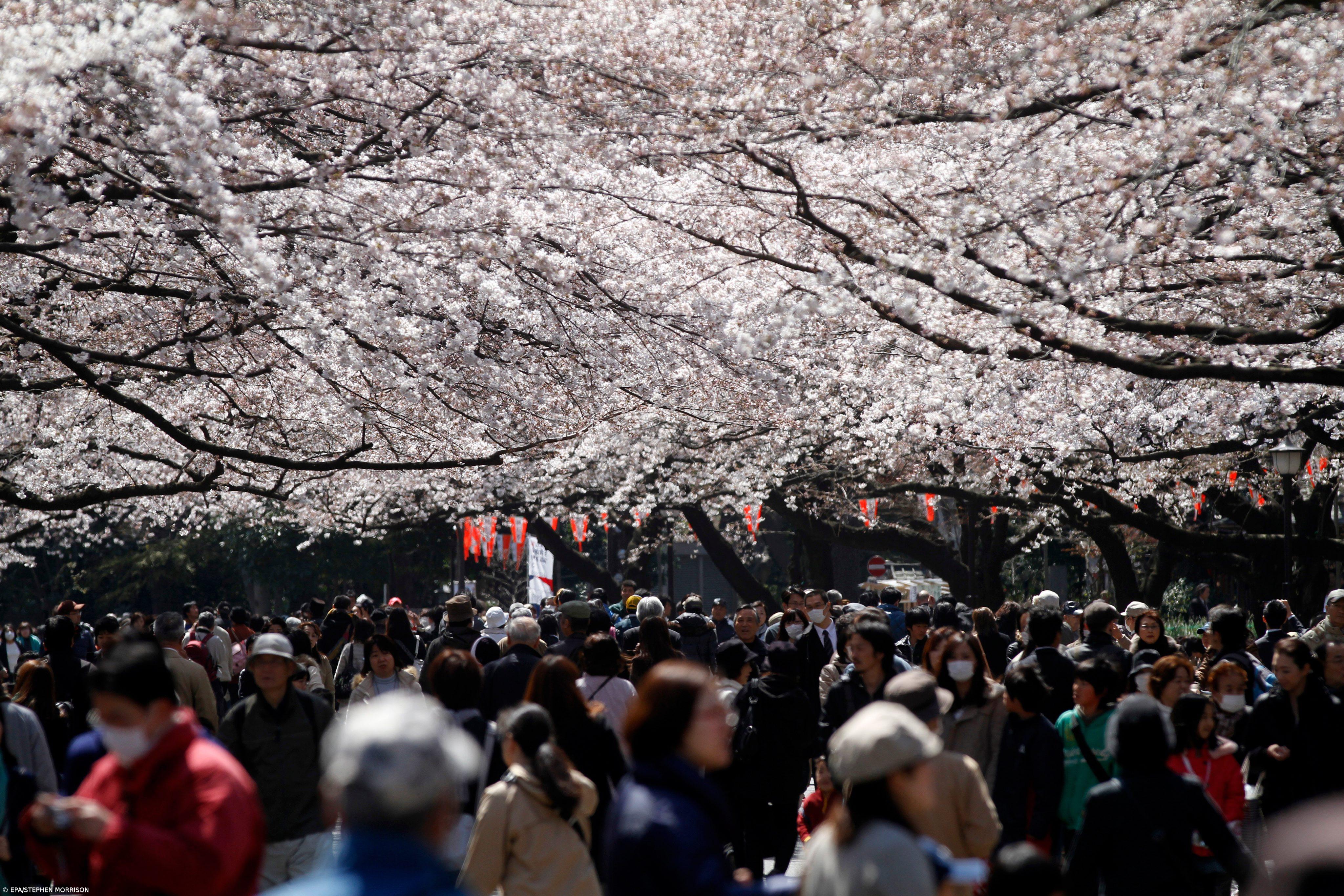 Cerejeiras em flor muito admiradas no Japão vieram da China – Imagem 1