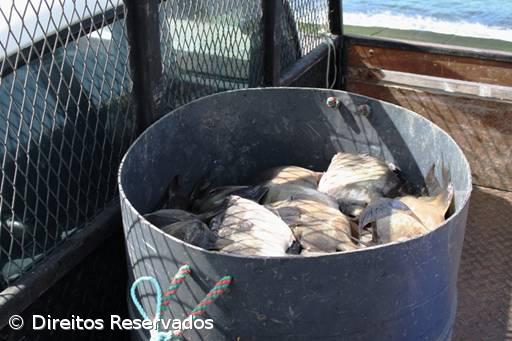 Apreendida embarcação de pesca lúdica na Ribeira Quente – Imagem 1
