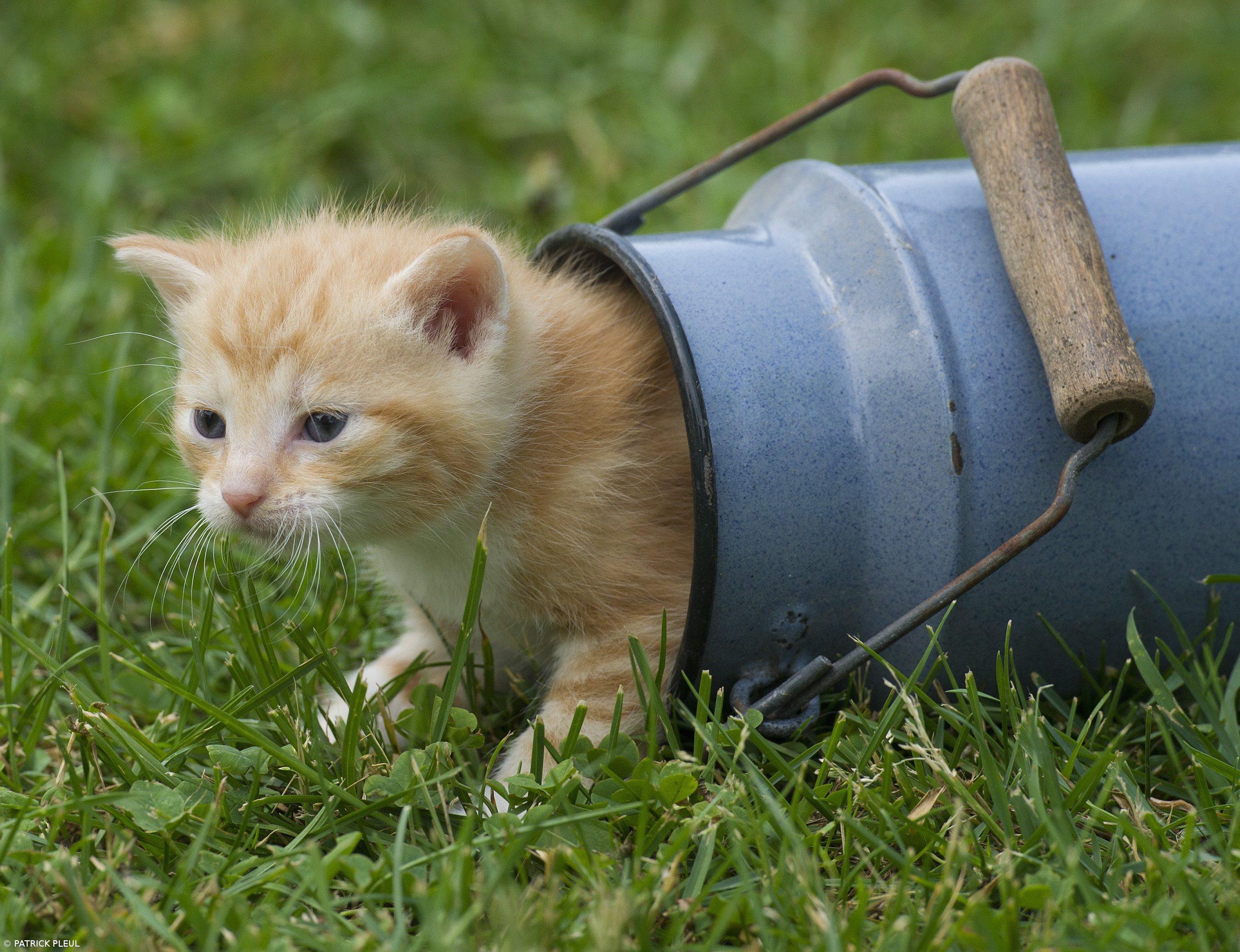 Associação espera conseguir esterilizar todos os gatos errantes da ilha das Flores – Imagem 1
