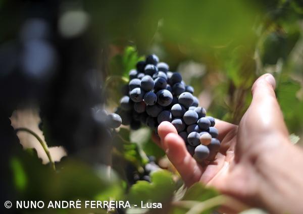 Comissão Vitivinícola Regional dos Açores com novo presidente – Imagem 1