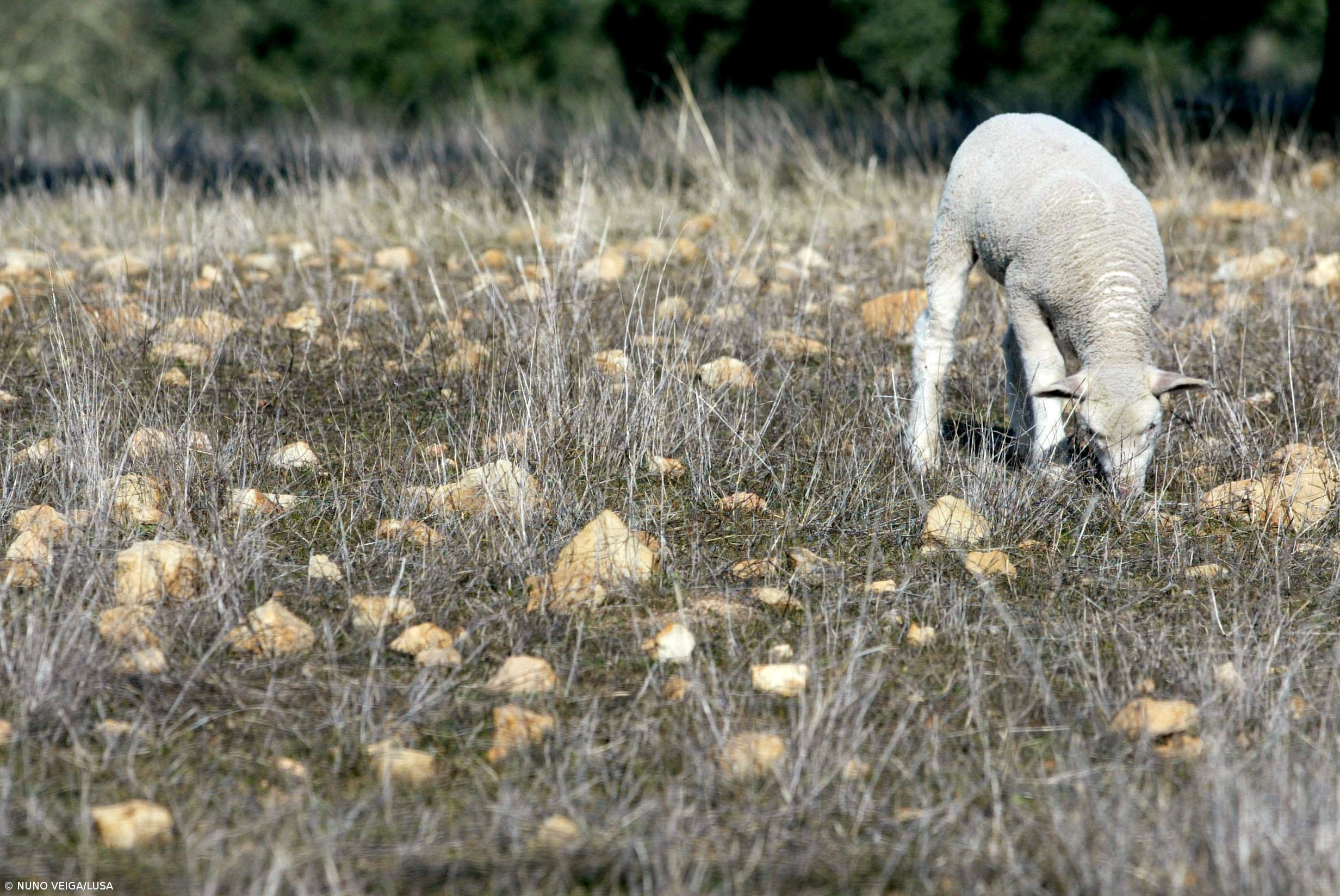 Agricultores fazem “contas à vida” com culturas a "morrer" devido à seca – Imagem 1