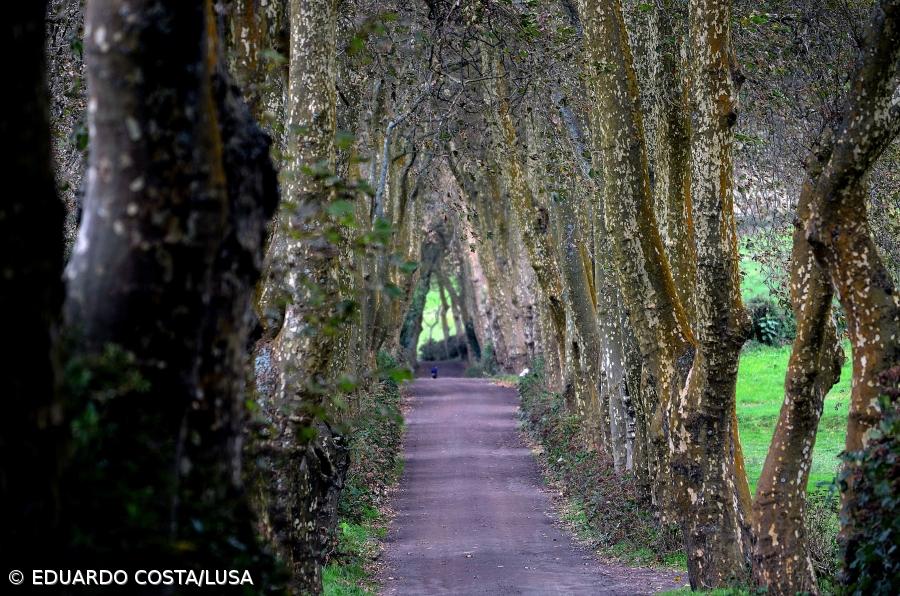 PAN/Açores questiona Governo Regional sobre obras que podem comprometer 600 plátanos – Imagem 1