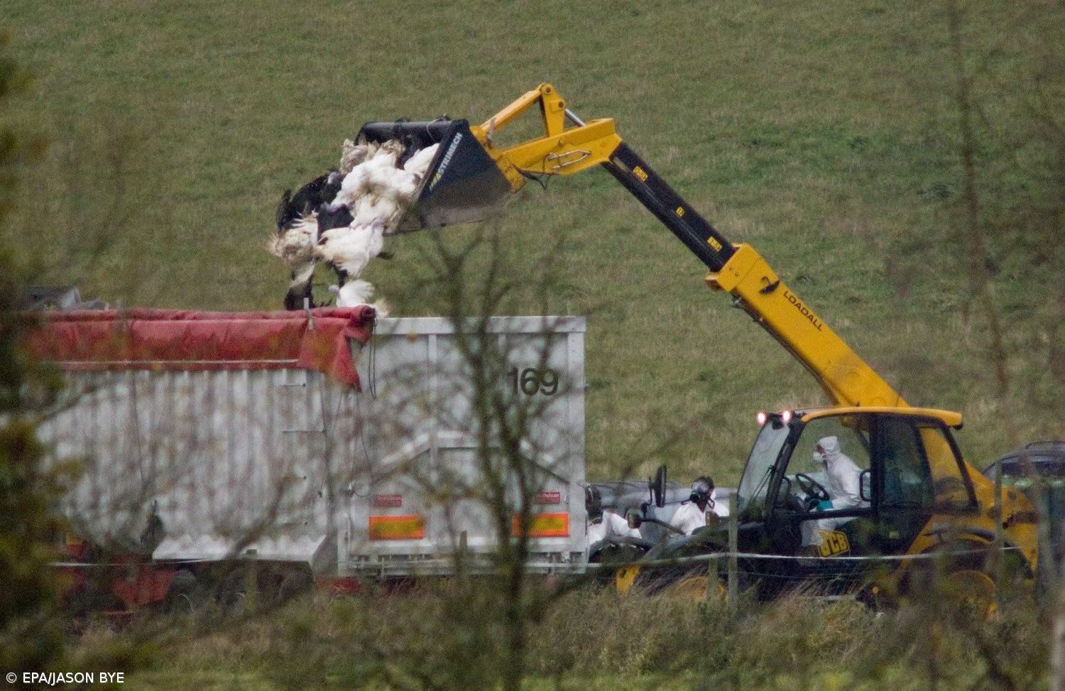 H5N1 detectado em aviário britânico – Imagem 1