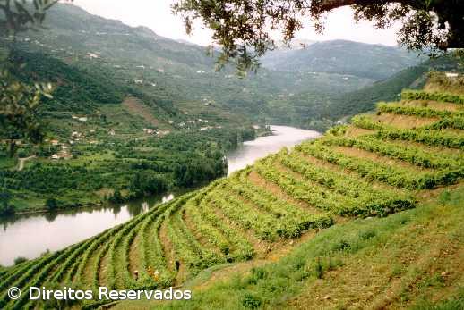 Património Mundial foi “mola” impulsionadora do enoturismo no Douro  – Imagem 1