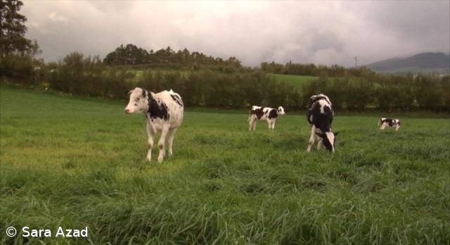 PS lamenta silêncio de secretário da Agricultura dos Açores face à crise do setor – Imagem 1