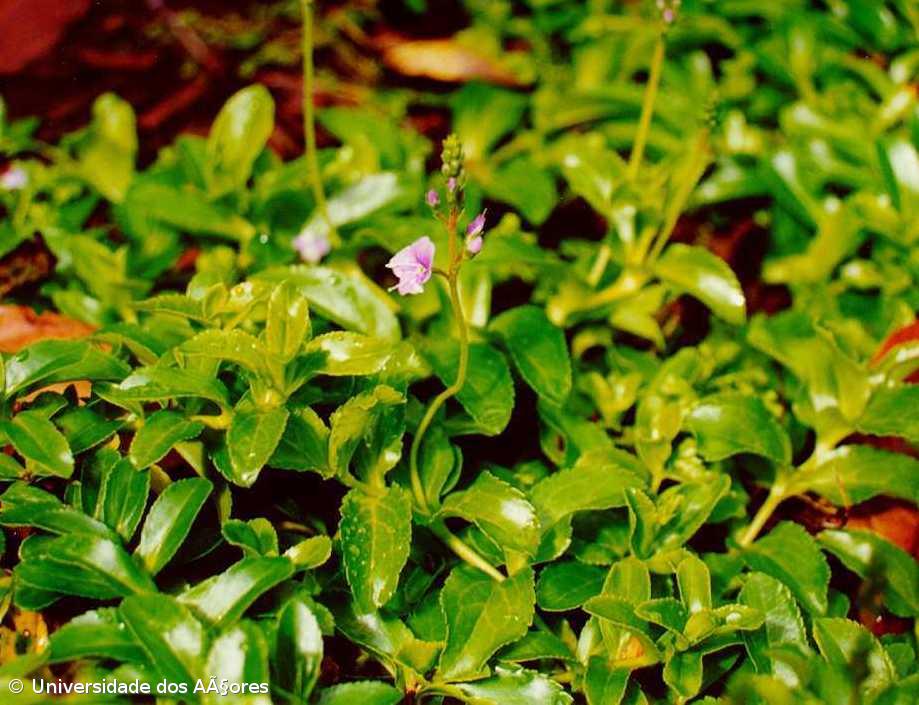 Parque Natural das Flores tem uma das plantas mais raras do mundo – Imagem 1