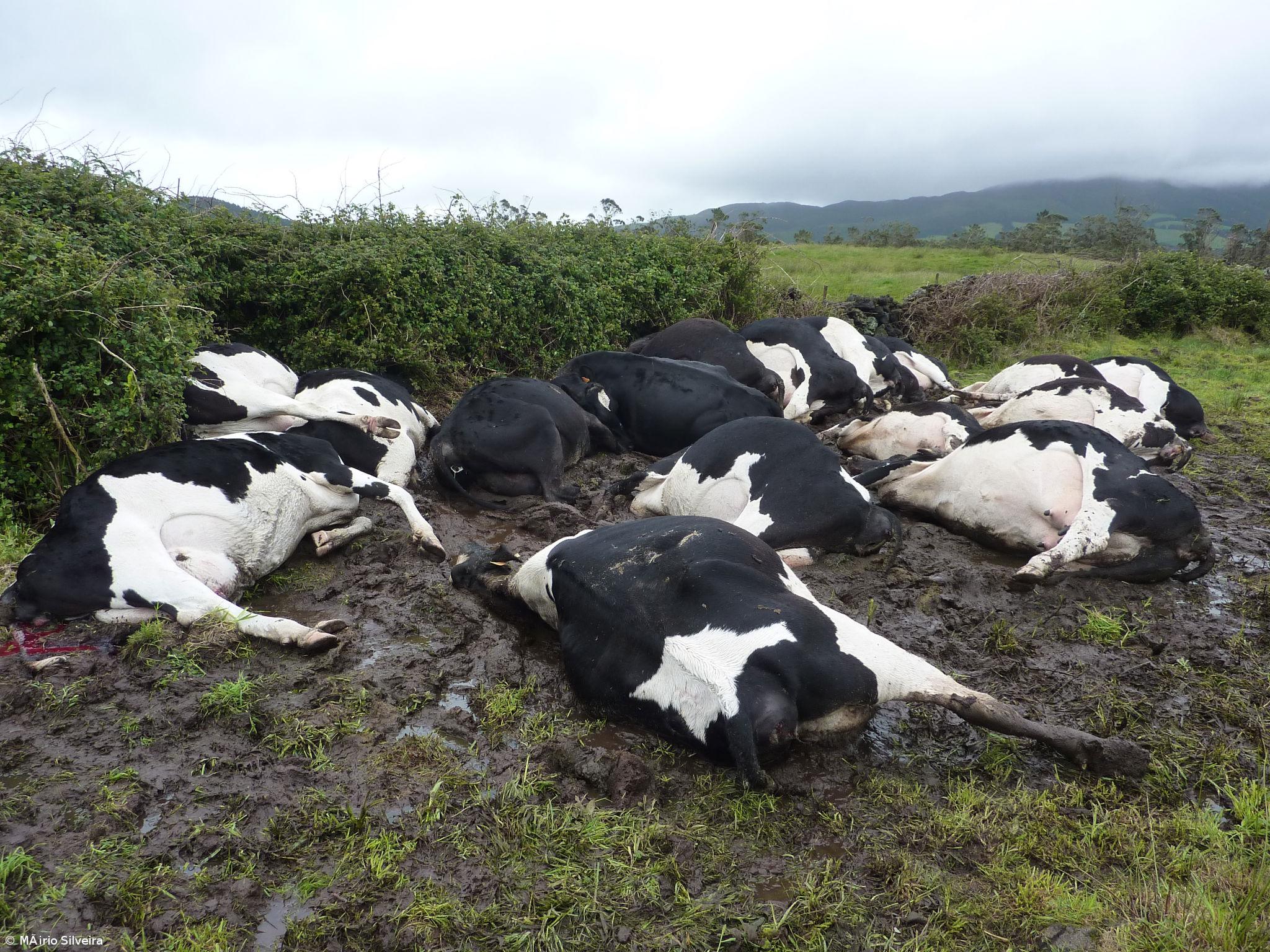 Raio causa morte a 19 vacas em pasto nos Biscoitos – Imagem 1
