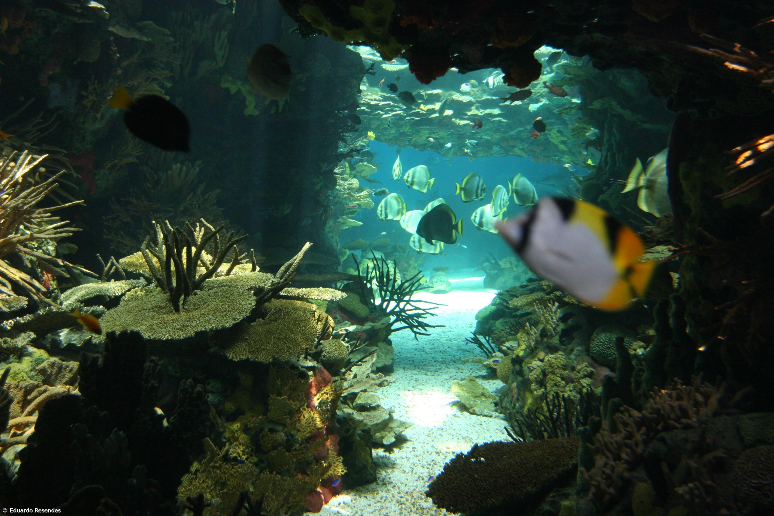 Oceanário de Lisboa nos Açores – Imagem 1