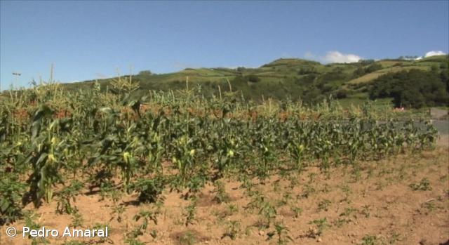 Noventa terrenos ocupados por hortas comunitárias nos Açores  – Imagem 1