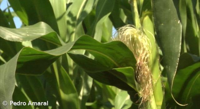 Bruxelas apresenta pedido de cultivo de milho geneticamente modificado – Imagem 1