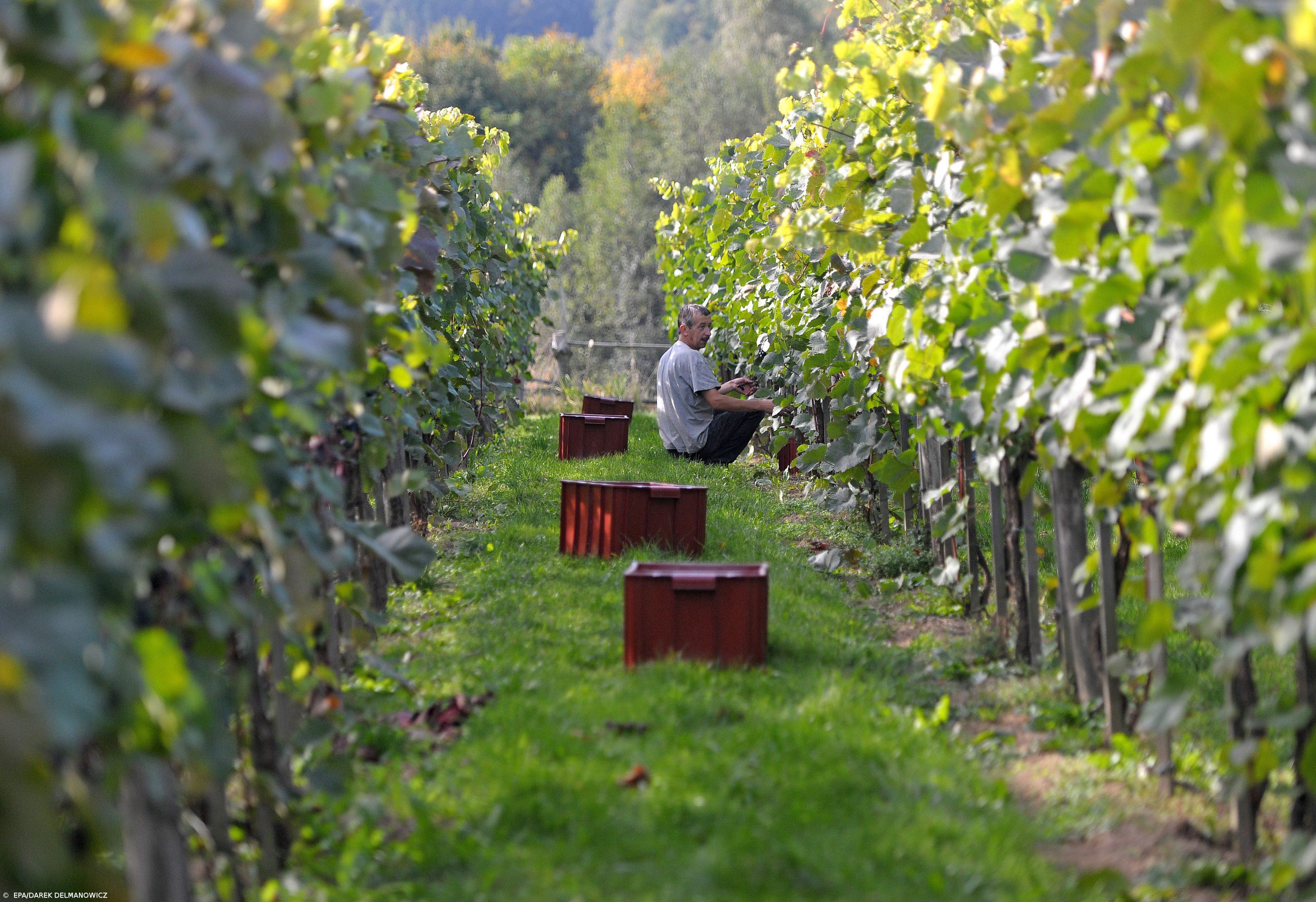Época de vindimas no Alentejo começa com incerteza sobre produção – Imagem 1