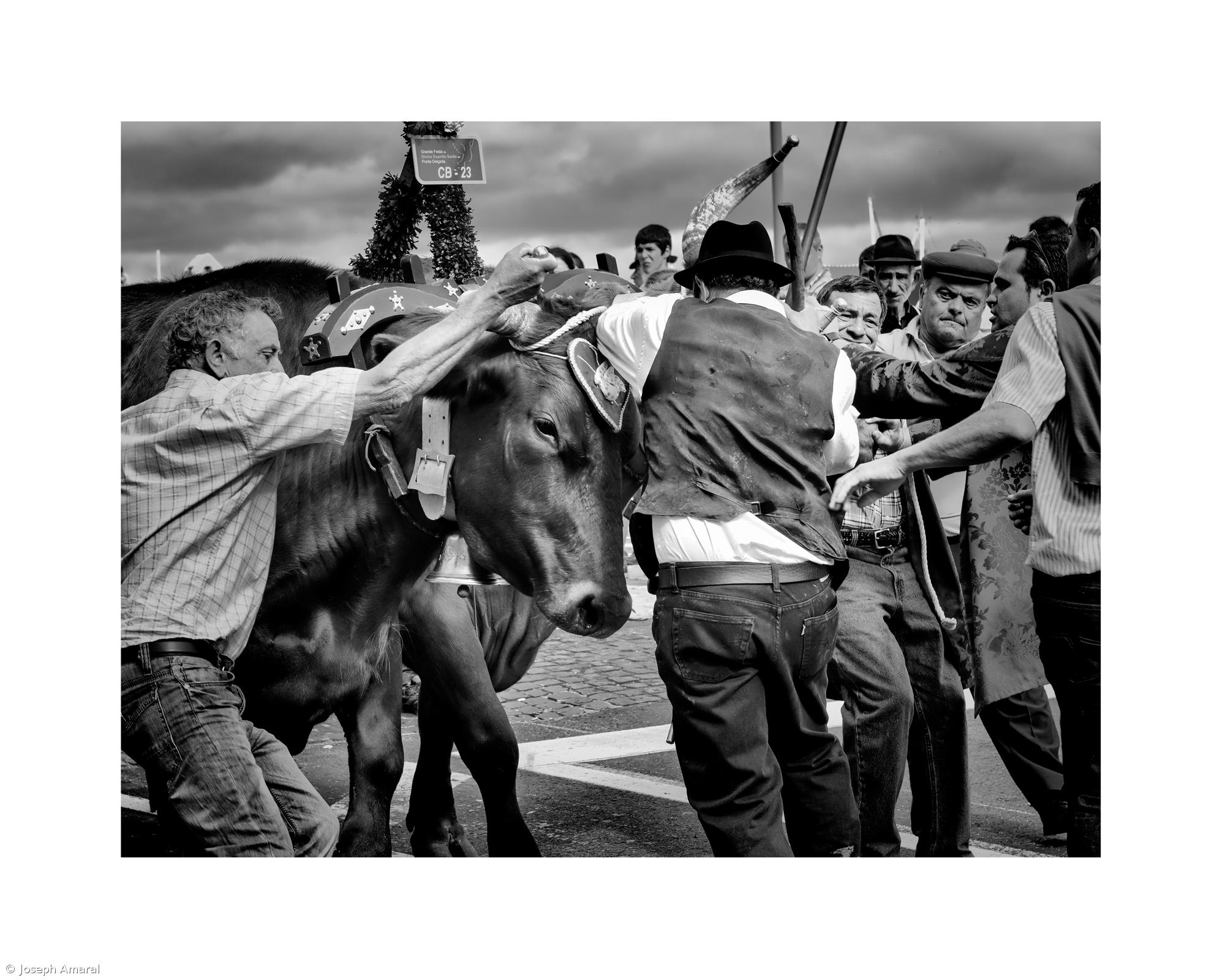 Joseph Amaral expõe na Academia das Artes – Imagem 1