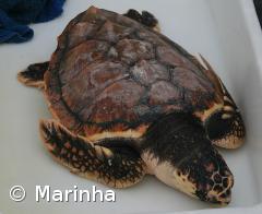 Marinha e Zoomarine devolvem ao mar duas tartarugas  – Imagem 1