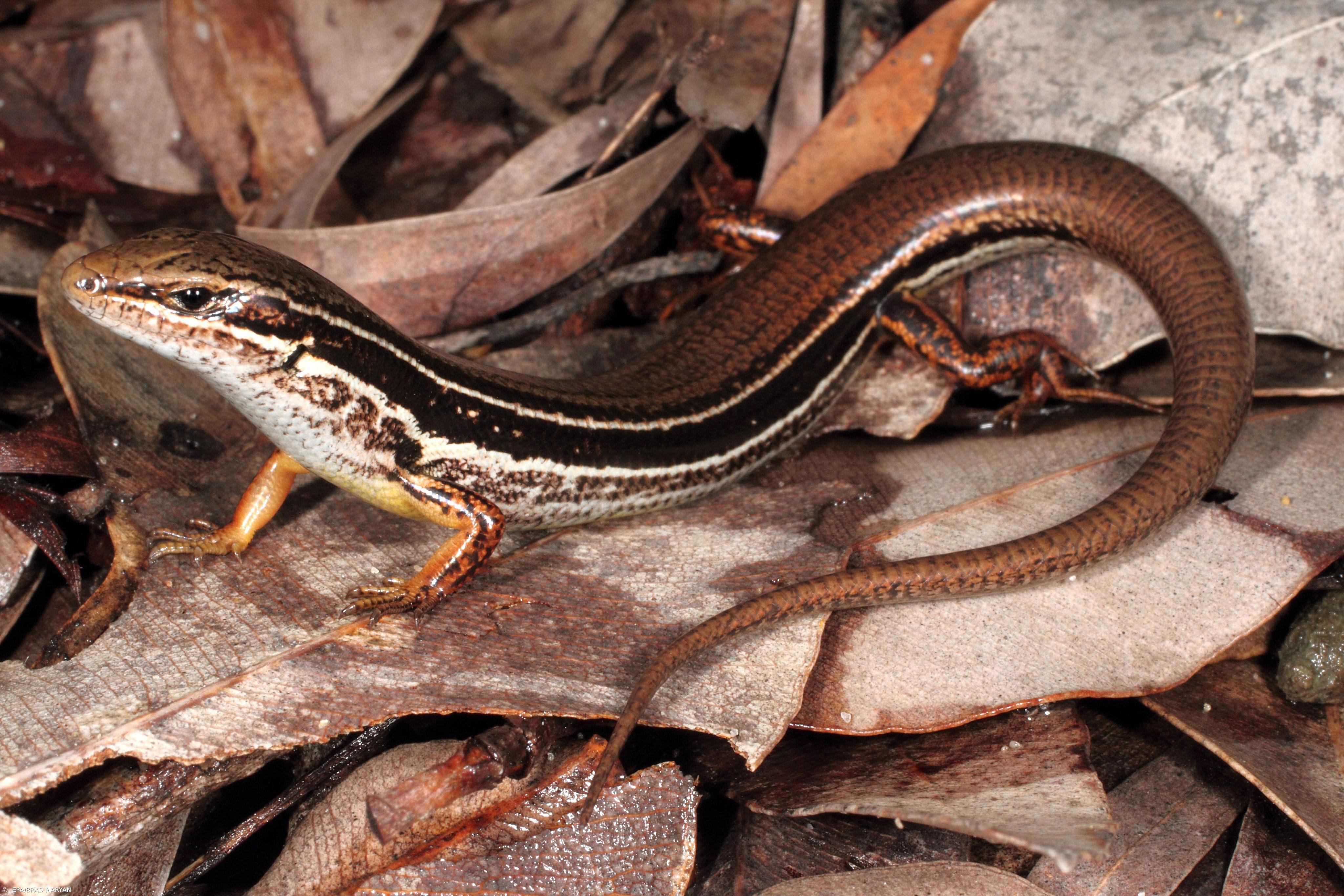 Descoberta uma nova espécie de lagartixa na Austrália Ocidental – Imagem 1
