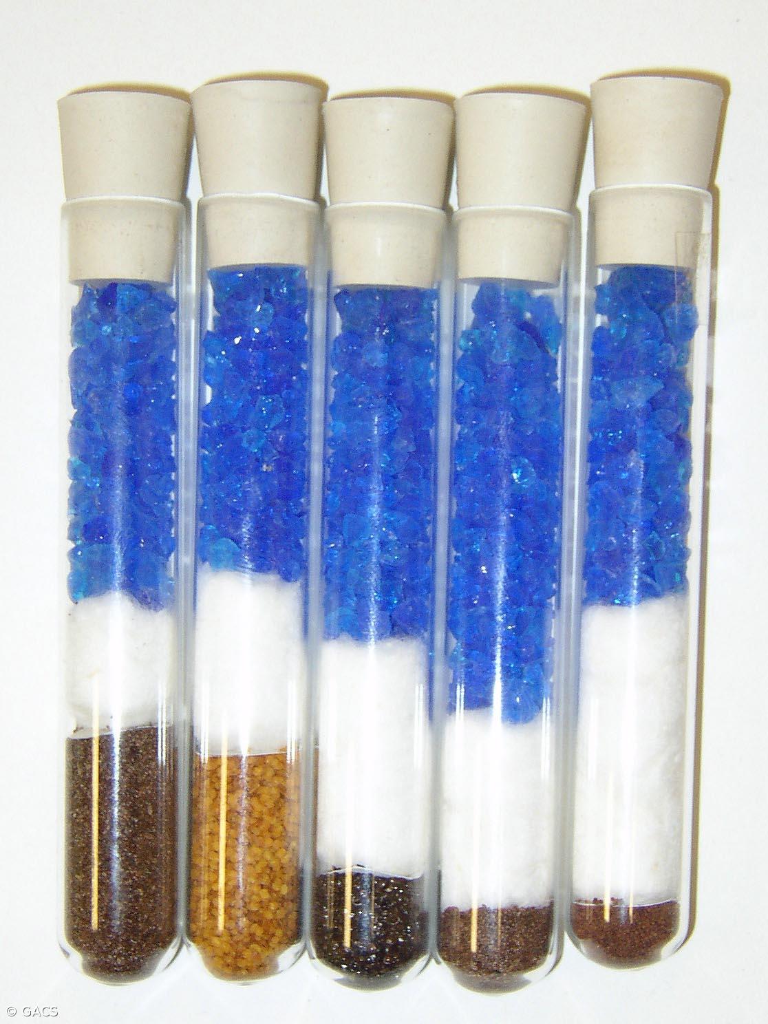 41 espécies endémicas conservadas no Banco de Sementes dos Açores – Imagem 1