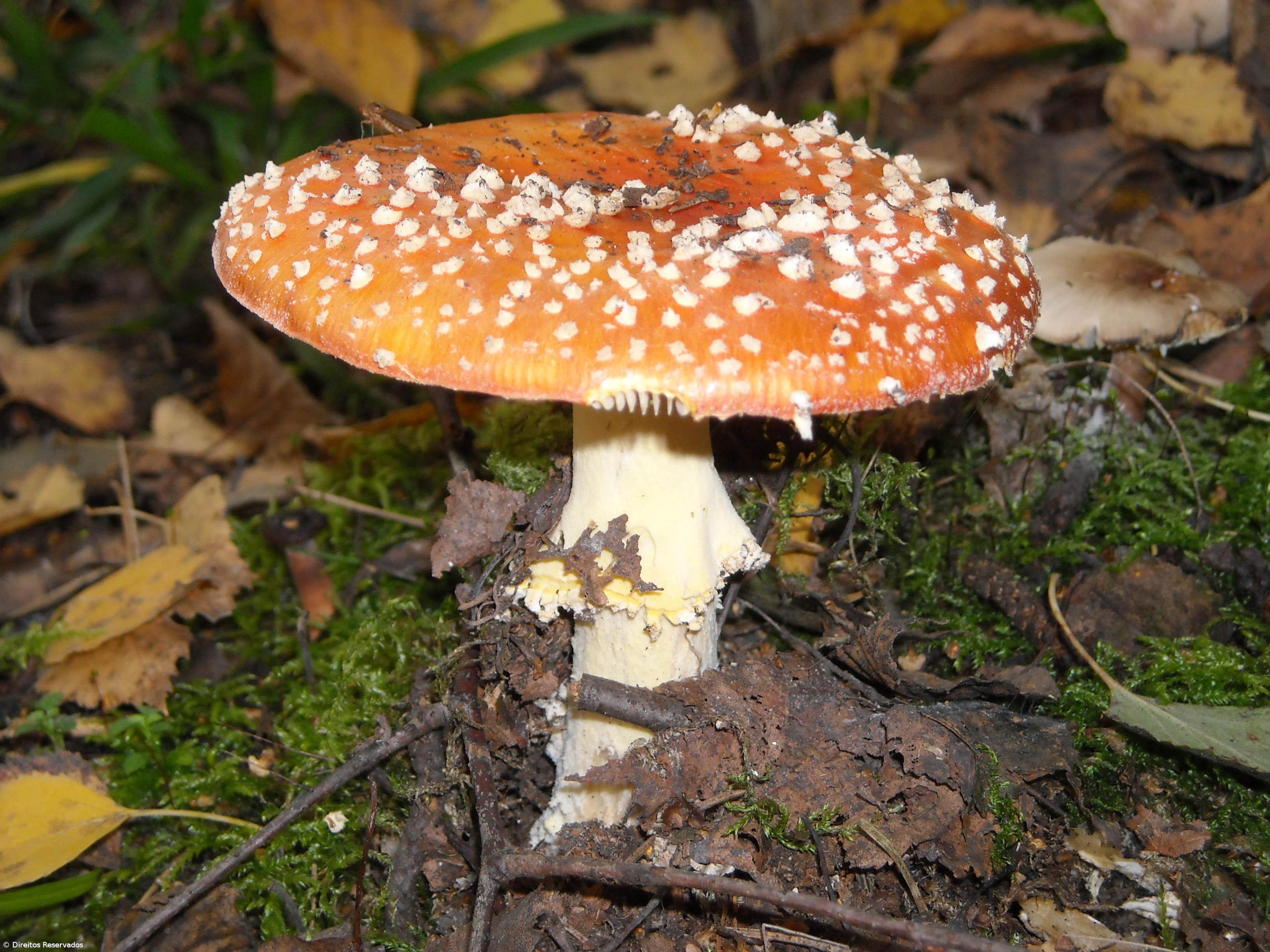 Investigação tenta diminuir efeitos de intoxicações provocadas por cogumelos – Imagem 1