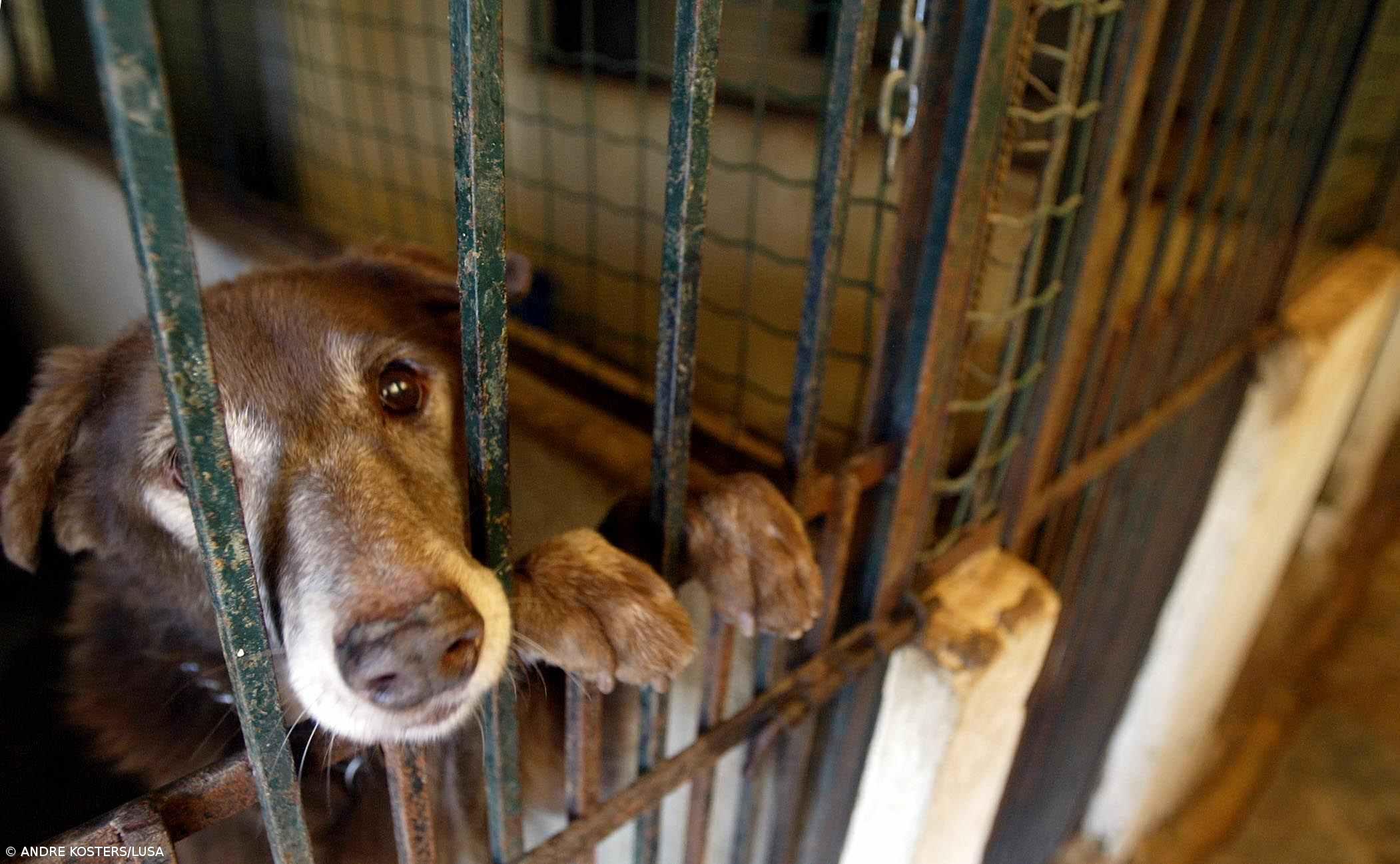 Governo diz não ser possível proibir de imediato abate de animais errantes – Imagem 1