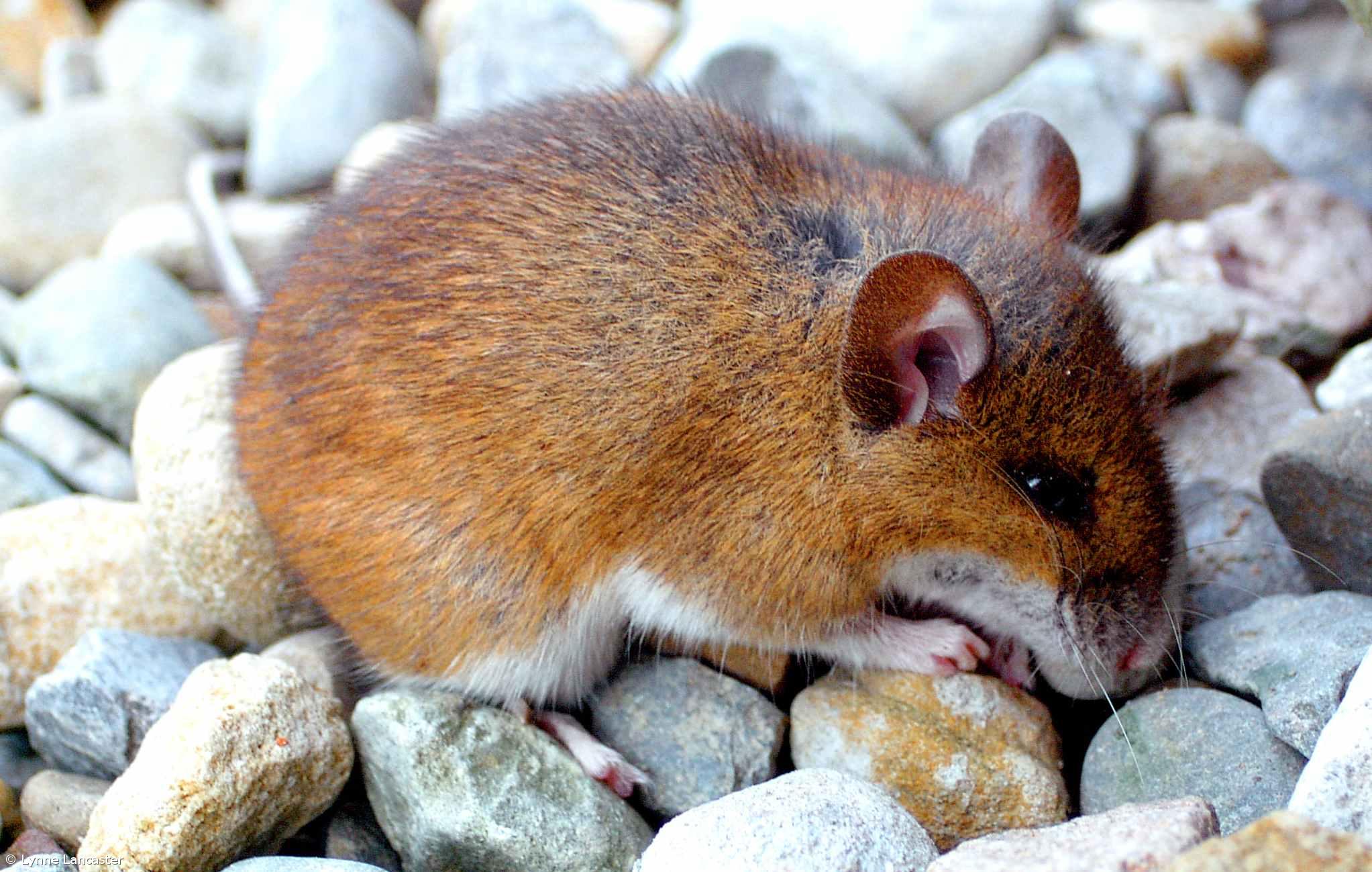 Descoberta traz nova esperança no tratamento do cancro – Imagem 1