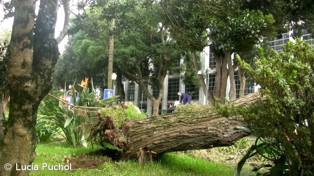 Mau tempo causa queda de árvore no campus da UAç – Imagem 1