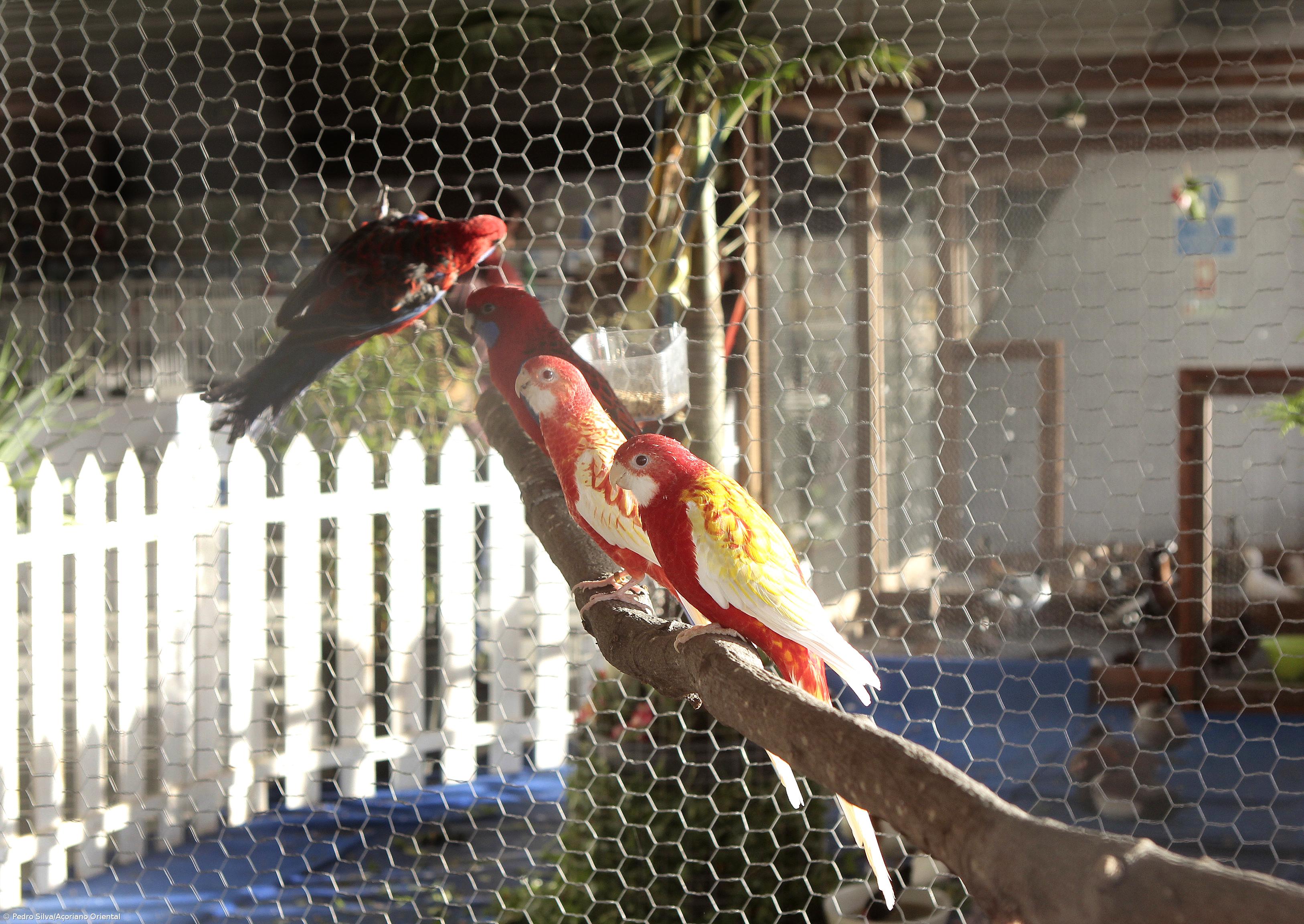 Criadores dão a conhecer aves raras em exposição  – Imagem 1