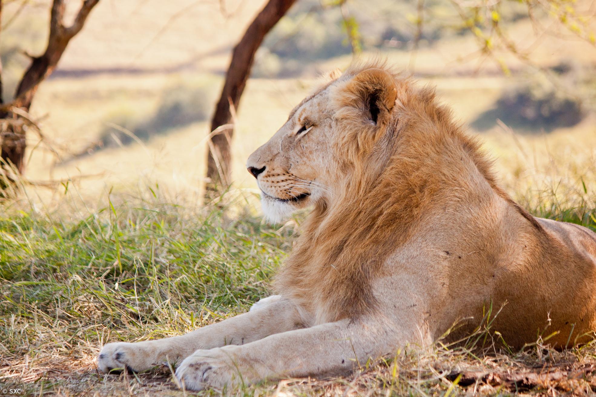 População de leões perdeu até 75% do seu habitat nos últimos 50 anos – Imagem 1