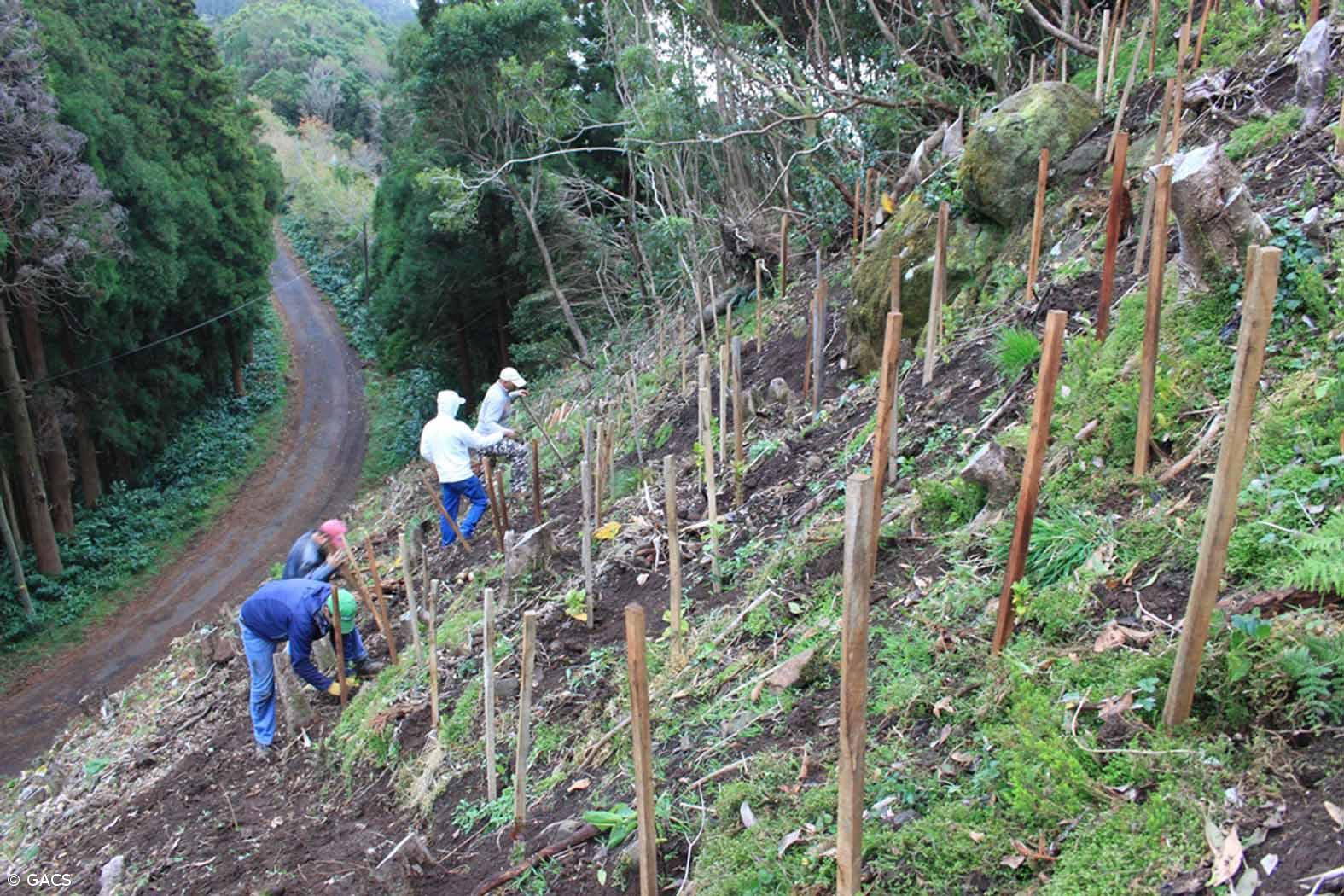 Projeto de recuperação da vinha em Santa Maria garante qualidade para comercialização – Imagem 1