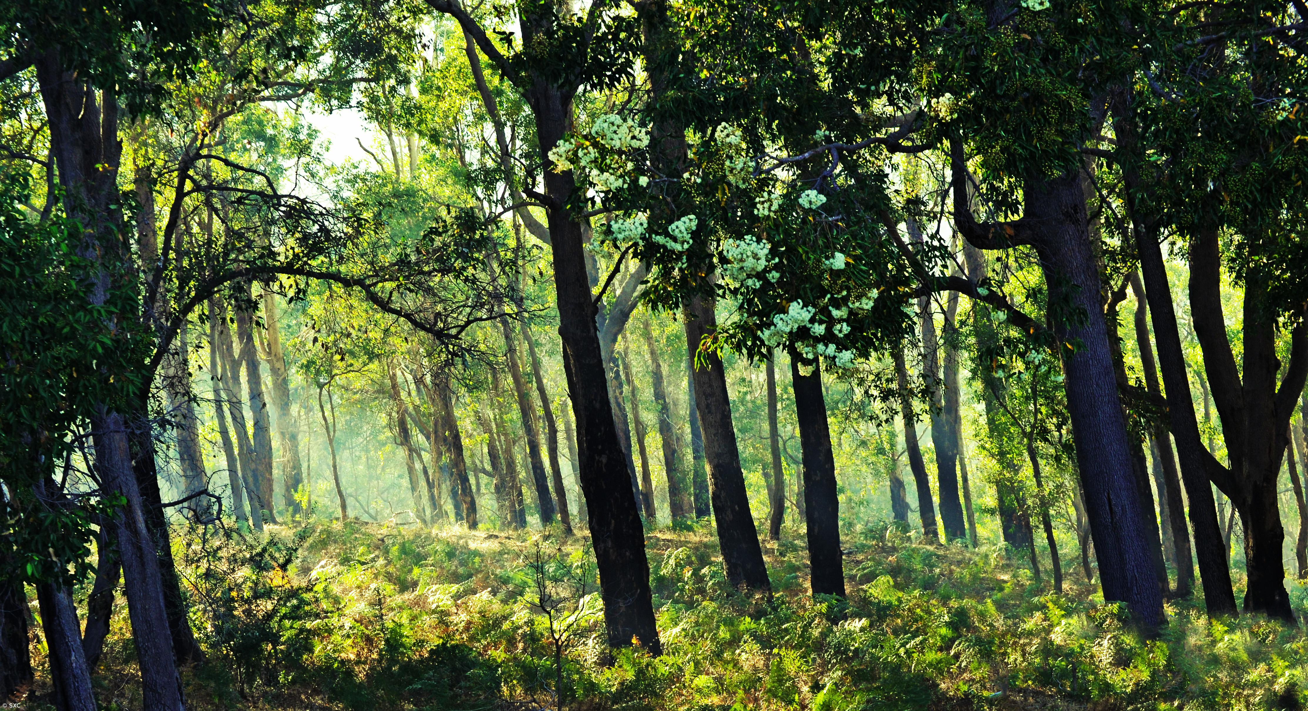 Lei do Clima, solo e floresta são desafios ambientais para 2019 – Imagem 1