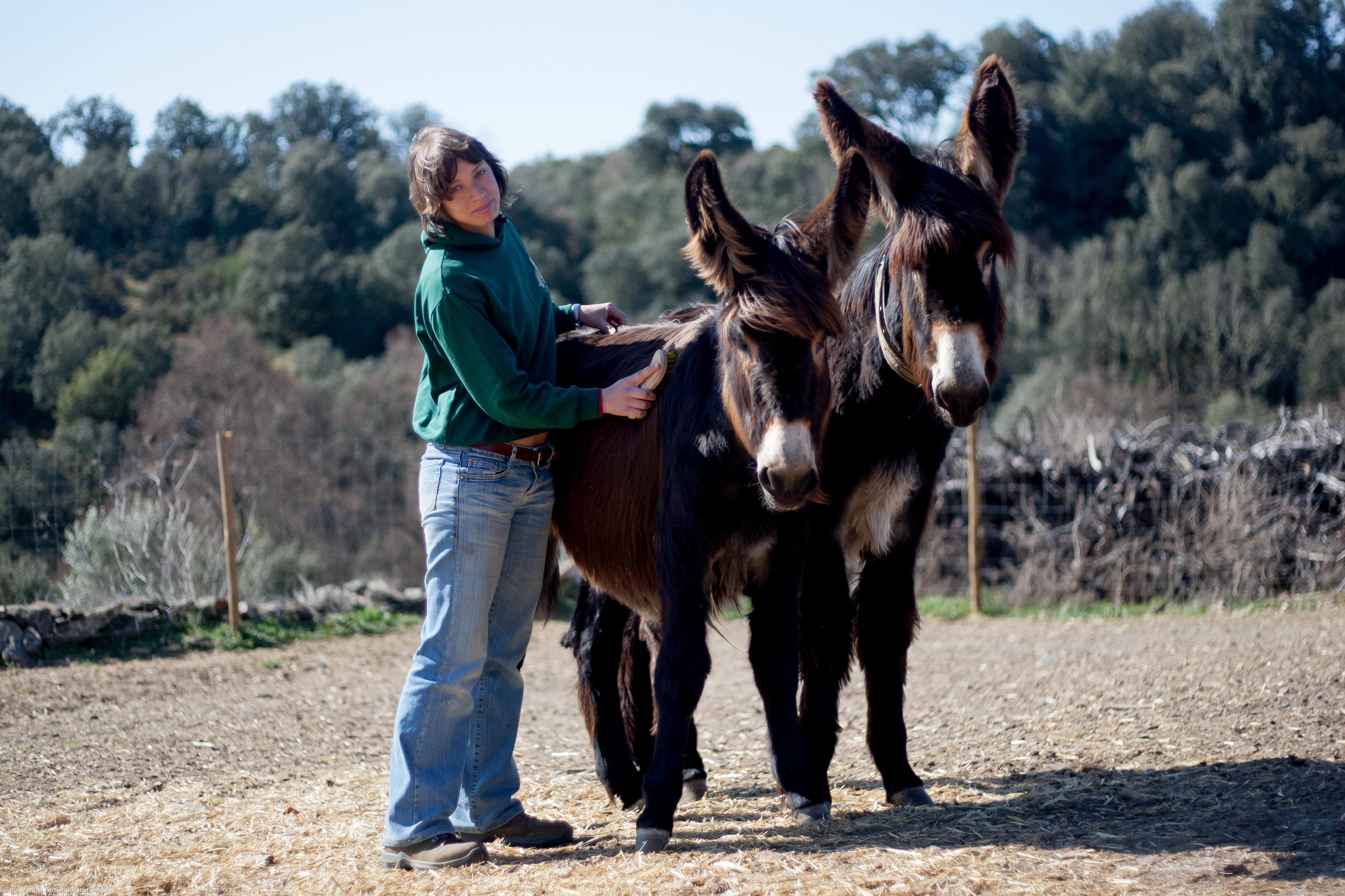 Burros de raça mirandesa já foram apadrinhados por mais de 900 pessoas – Imagem 1