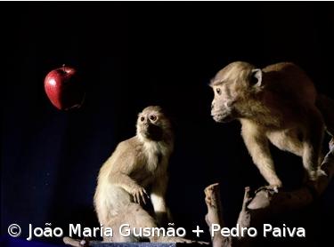 "Maçã de Darwin, Macaco de Newton" em exposição – Imagem 1