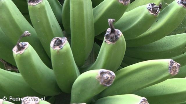 Pomares comunitários nos Ginetes fornecem as escolas  – Imagem 1