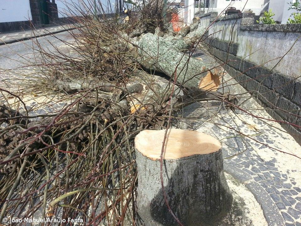Corte de árvores resultou de "precipitação do empreiteiro" – Imagem 1