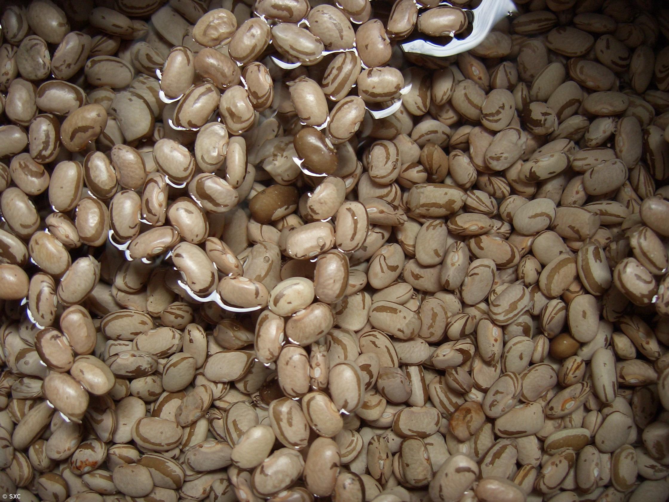 Portugueses comem quatro quilos de leguminosas por ano – Imagem 1