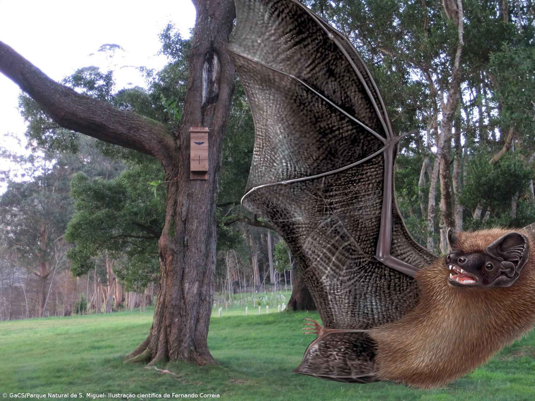 Parque Natural de S. Miguel cria abrigos para morcego dos Açores – Imagem 1