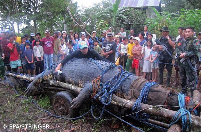 Morreu maior crocodilo do mundo em cativeiro nas Filipinas – Imagem 1