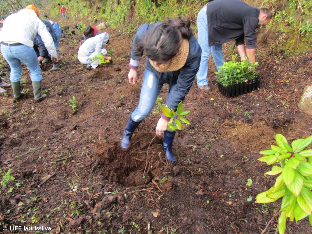 LIFE Laurissilva promove voluntariado com plantação de flora dos Açores  – Imagem 1