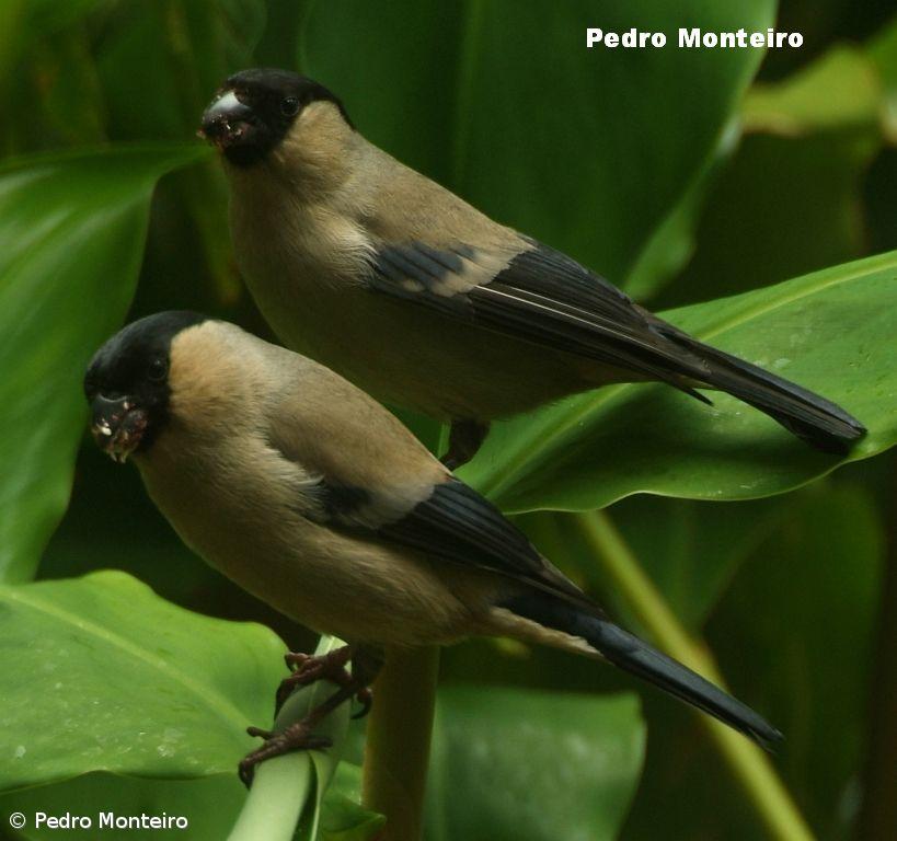 Documentário "Atlas do Priolo 2012" apresentado em Lisboa – Imagem 1