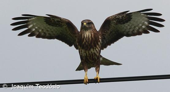Censo de Milhafres nos Açores permitiu avistar perto de 5.000 aves em 10 anos  – Imagem 1