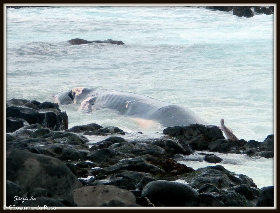 Baleia de 12 metros deu à costa na ilha do Pico (vídeo) – Imagem 1