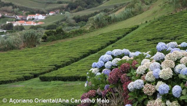 Músico Filipe Pinto faz canção e filme inspirados na “autenticidade” dos Açores – Imagem 1