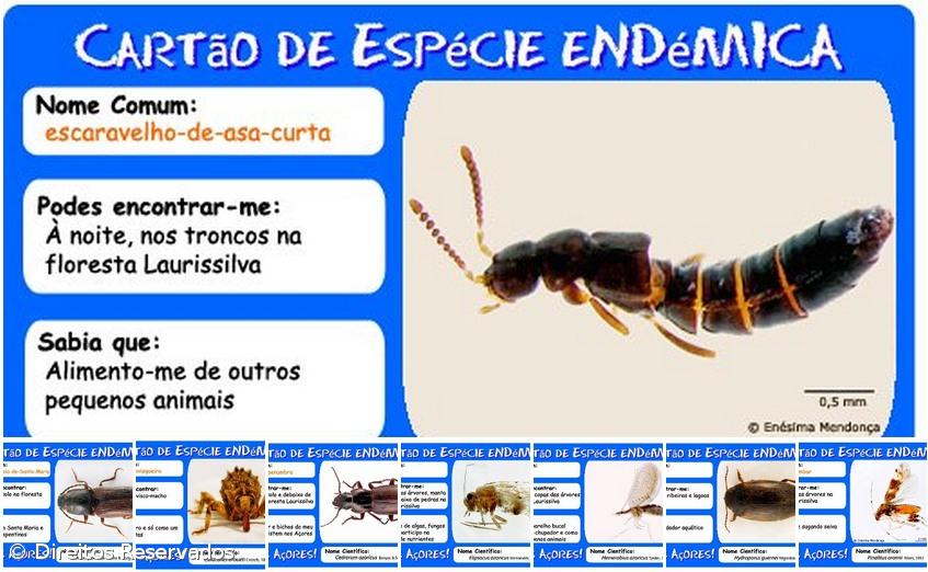 Mais de cem pessoas sugeriram nomes para batizar espécies endémicas – Imagem 1