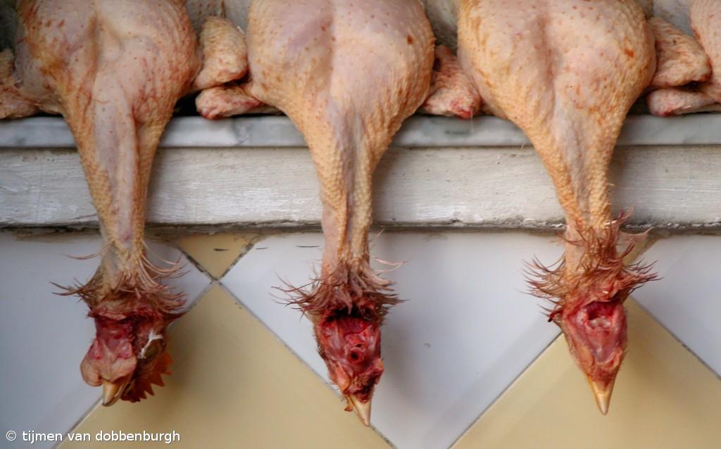 Estudo aponta carne de laboratório ou insetos como alternativas à proteína anima – Imagem 1